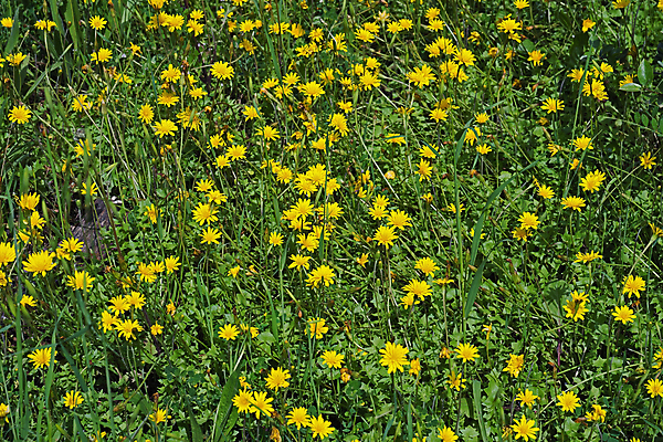 포토 JPG 해외이미지 식물 계절 꽃잎 꽃 백그라운드 꽃무늬 밭 자연 풍경 사람없음 야외 초록색 여름 뷰티 노란색 정원 봄 성장 벚꽃 시골 신선 개화 습지 데이지 내추럴 해외포토 컬러 무늬 농업 생태계 파일형식 이미지허브