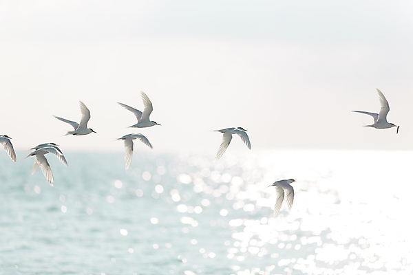 포토 JPG 해외이미지 동물 바다 자연 조류 사람없음 햇빛 그룹 선택 부리 몰디브 해외포토 아시아 컨셉 태양 생태계 파일형식 이미지허브