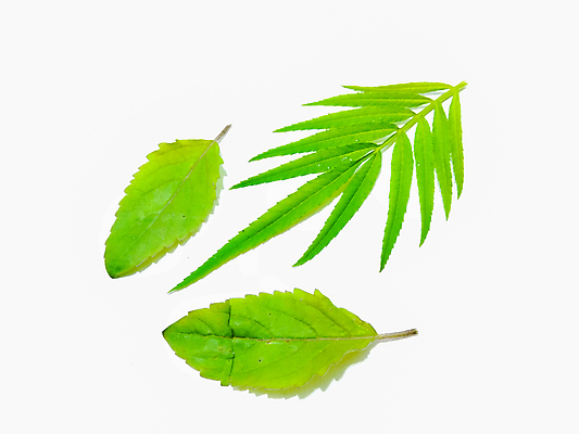 포토 JPG 해외이미지 나무 식물 디자인 계절 백그라운드 잎 꽃무늬 패턴 일러스트 자연 추상 바나나 손바닥 미술 사람없음 장식 초록색 세트 뷰티 정원 봄 수확 성장 흰색 나뭇가지 숲 수집 오브젝트 에코 유기농 질감 하와이 내추럴 고립 엘리먼트 이국적 파라다이스 해외포토 손 웰빙 꽃 컬러 무늬 농업 과일 문화예술 환경 미국 생태계 파일형식 이미지허브