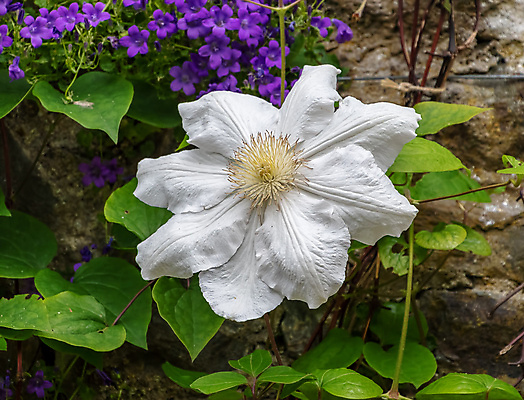 포토 JPG 해외이미지 식물 계절 꽃잎 꽃 분홍색 백그라운드 잎 꽃무늬 패턴 자연 사람없음 초록색 뷰티 정원 보라색 봄 벚꽃 흰색 개화 내추럴 해외포토 컬러 무늬 생태계 파일형식 이미지허브