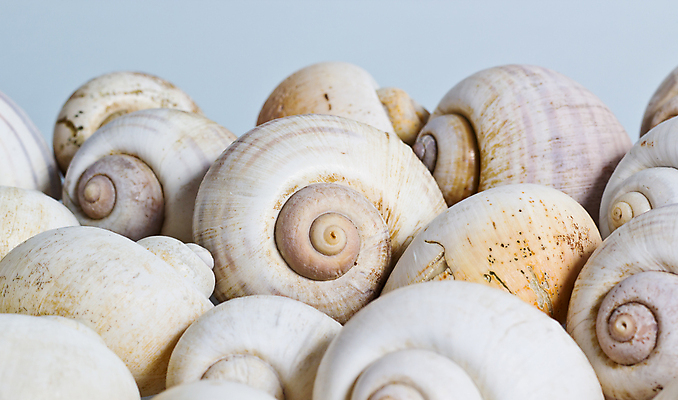 포토 JPG 해외이미지 모래 바다 백그라운드 자연 조개 사람없음 껍질 흰색 묘사 달팽이 내추럴 고립 해외포토 컬러 어패류 연체동물 생태계 파일형식 이미지허브