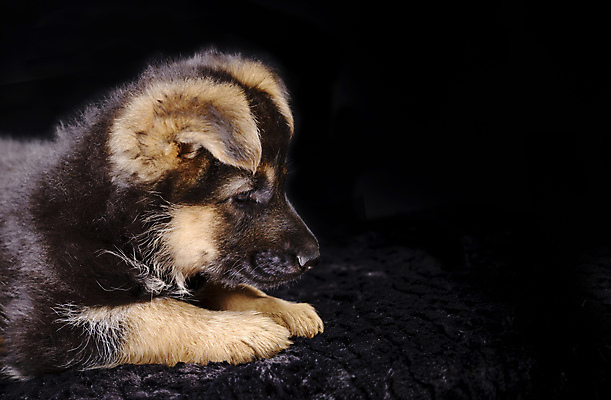 포토 JPG 해외이미지 동물 행복 포유류 자연 털 건강 사람없음 반려동물 뷰티 갈색 우주 귀여움 검은색 우정 듣기 아기 관찰 양치기 개 강아지 보호 코 보안 귀 폴란드 송곳니 고립 기르기 동반자 카피스페이스 해외포토 직업 감정 유럽 컬러 컨셉 모션 안전 사람 신체부위 친구 공백 치아 생태계 돌봄 파일형식 이미지허브