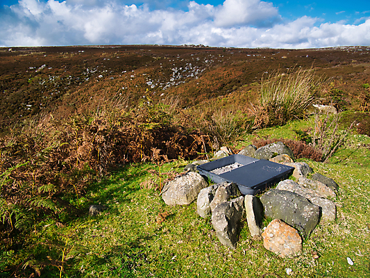 포토 JPG 해외이미지 자연 영국 잉글랜드 사람없음 야외 치료 초록색 플라스틱 요크셔테리어 감염 기생충 마약 해외포토 유럽 컬러 의학 재질 바이러스 테리어 생태계 파일형식 이미지허브