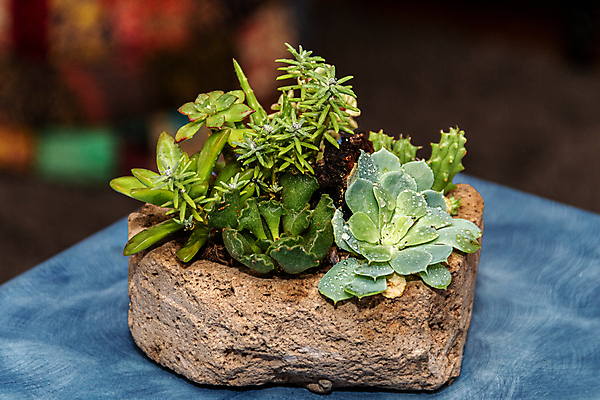 포토 JPG 해외이미지 식물 계절 꽃잎 꽃 백그라운드 잎 패턴 자연 선인장 주택 사람없음 장식 여름 뷰티 환경 정원 보라색 미니어처 사막 껍질 가을 신선 뜨거움 원형 우아함 수집 원예 질감 리빙 내추럴 생태학 심기 영원 정물화 세련 해외포토 도형 교육 컬러 컨셉 무늬 모션 취미 건물 모형 그림 생태계 파일형식 이미지허브