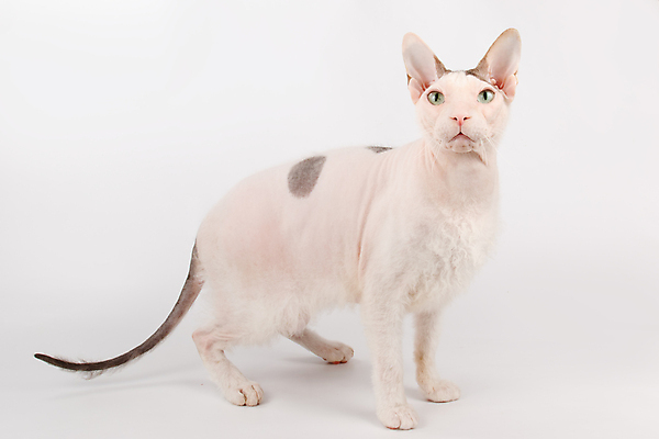 포토 JPG 해외이미지 한마리 실내 서기 사람없음 반려동물 귀여움 고양이 흰배경 스핑크스고양이 반려묘 해외포토 동물 1 백그라운드 컨셉 포유류 모션 내부 흰색 파일형식 이미지허브