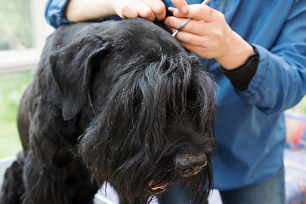 포토 JPG 해외이미지 동물 직업 응시 백그라운드 포유류 털 관리 한명 반려동물 뷰티 머리 검은색 장비 개 테리어 귀 거인 몸단장 송곳니 기르기 옛날 해외포토 1 시선 컬러 사람 신체부위 치아 돌봄 파일형식 이미지허브