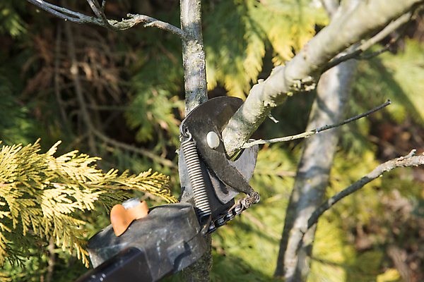 포토 JPG 해외이미지 나무 식물 직업 손 계절 잎 농업 자연 취미 사람없음 야외 목재 초록색 울타리 금속 정원 봄 장비 성장 나뭇가지 공구 업무 자르기 원예 손질 다듬기 돌봄 커터 해외포토 산업 컬러 재료 모션 재질 신체부위 담장 도구 작업 생태계 파일형식 이미지허브