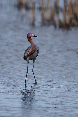 포토 JPG 해외이미지 동물 야생동물 북아메리카 조류 사람없음 물 미국 플로리다 해외포토 자연요소 아메리카 파일형식 이미지허브
