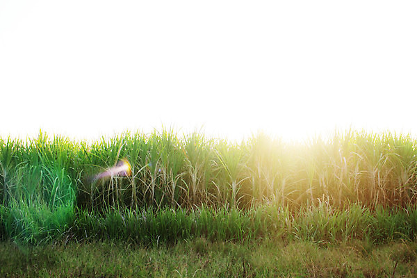 포토 JPG 해외이미지 식물 산업 아시아 음식 백그라운드 밭 농업 태국 자연 지팡이 하늘 동양인 풍경 잔디 사람없음 초록색 농작물 햇빛 농장 농경지 일출 환경 일몰 에너지 수확 성장 흰색 시골 신선 저녁 설탕 내추럴 밭일 사탕수수 해외포토 나라 컬러 인종 태양 노을 야간 생태계 파일형식 이미지허브