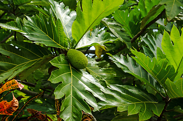 포토 JPG 해외이미지 나무 음식 잎 농업 채소 과일 자연 열대 사람없음 야외 초록색 빛 관목 원예 내추럴 해외포토 식물 산업 컬러 취미 생태계 파일형식 이미지허브