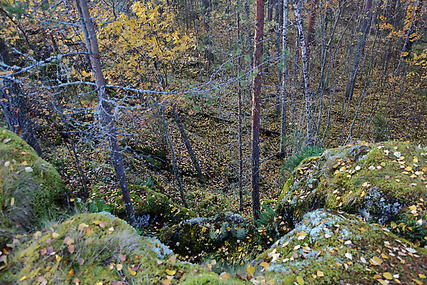 포토 JPG 해외이미지 나무 식물 계절 공원 백그라운드 낙엽 잎 자연 사람없음 야외 목재 빛 컬러풀 뷰티 노란색 환경 침묵 나뭇가지 시골 황금 숲 러시아 10월 내추럴 삼림지대 해외포토 공공시설 유럽 컬러 재료 소리 날짜 생태계 파일형식 이미지허브