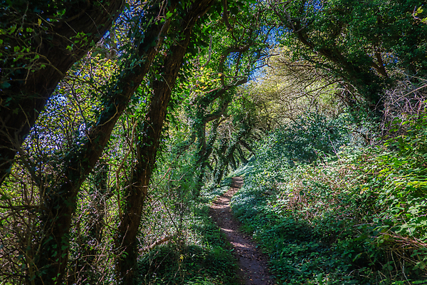 포토 JPG 해외이미지 나무 식물 공원 길 자연 덴마크 풍경 사람없음 야외 초록색 물 여름 햇빛 환경 성장 가을 숲 위험 언덕 포도나무 나무껍질 아이비 남쪽 내추럴 해외포토 자연요소 계절 공공시설 컬러 컨셉 북유럽 태양 껍질 과일나무 방향 생태계 파일형식 이미지허브
