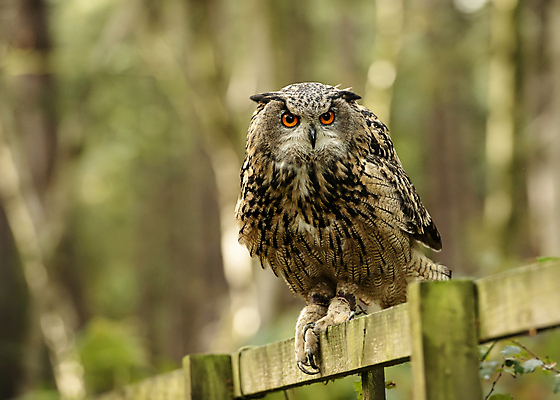 포토 JPG 해외이미지 동물 응시 얼굴 야생동물 백그라운드 날개 오렌지 자연 조류 생물 사람없음 야외 옆모습 초록색 갈색 머리 힘 흰색 관찰 닫기 큼 먹이 깃털 부리 독수리 육식동물 부엉이 사냥꾼 내추럴 고립 생태학 해외포토 직업 시선 교육 뷰포인트 컬러 과일 모션 신체부위 크기 생태계 파일형식 이미지허브