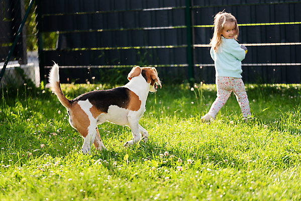 포토 JPG 해외이미지 동물 백인 행복 어린이 백그라운드 컨셉 포유류 가족 자연 놀이 함께함 사람 사람없음 야외 반려동물 달리기 태양 정원 봄 우정 아기 개 달콤 사냥개 비글 송곳니 추적 뒤뜰 유래 해외포토 자연요소 서양인 계절 감정 관계 모션 친구 맛 치아 생태계 파일형식 이미지허브