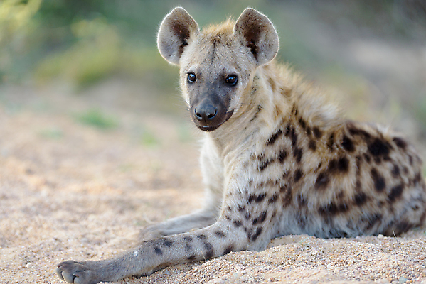 포토 JPG 해외이미지 동물 응시 공원 얼굴 야생동물 신체 포유류 아프리카 자연 국립공원 사람없음 갈색 힘 점 위험 큼 사파리 질감 사냥 냄새 육식동물 갈기 사냥꾼 주둥이 내추럴 잠비아 총구 못생김 해외포토 직업 시선 공공시설 나라 컬러 컨셉 신체부위 크기 생태계 파일형식 이미지허브