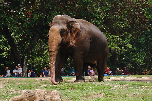 포토 JPG 해외이미지 동물 공원 아시아 얼굴 야생동물 섬 여행 백그라운드 포유류 자연 초식동물 코끼리 수영장 동물원 동양인 사람없음 야외 물 머리 힘 회색 보호 숲 큼 피부 코 귀 인도네시아 내추럴 고립 동물상 전국 해외포토 자연요소 공공시설 나라 컬러 컨셉 인종 신체부위 조형물 크기 생태계 파일형식 이미지허브