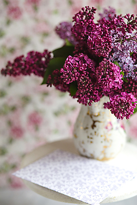 포토 JPG 해외이미지 디자인 기념일 꽃잎 꽃 분홍색 꽃다발 결혼 백그라운드 잎 꽃무늬 자연 유리 벽지 탁자 휴가 부활절 발렌타인데이 선물 사람없음 장식 정원 꽃병 보라색 봄 벚꽃 나뭇가지 시골 인사 신용카드 개화 5월 제비꽃 오브젝트 원예 유리그릇 라일락 내추럴 목업 해외포토 나무 식물 그릇 계절 컬러 가구 무늬 데이이벤트 재질 이벤트 취미 금융 예절 날짜 생태계 파일형식 이미지허브