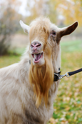 포토 JPG 해외이미지 동물 1 응시 행복 얼굴 음식 잎 밭 농업 포유류 자연 하늘 염소 수염 털 뿔 서기 풍경 사람없음 야외 파란색 농장 꼬리표 가축 목장 우유 흰색 시골 소 떨어짐 밭일 해외포토 식물 시선 감정 산업 컬러 컨셉 모션 유제품 신체부위 라벨 생태계 파일형식 이미지허브