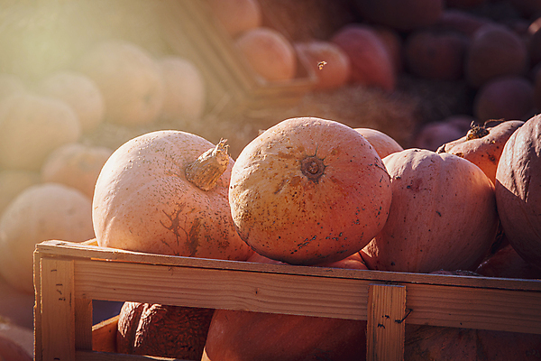 포토 JPG 해외이미지 식물 계절 음식 백그라운드 밭 농업 다이어트 채소 오렌지 과일 재료 자연 건강 사람없음 야외 장식 컬러풀 상점 정원 할로윈 수확 신선 시장 맛 11월 수집 유기농 날것 10월 내추럴 바이오 숙성 채식주의자 해외포토 웰빙 산업 컬러 컨셉 날짜 생태계 채식 파일형식 이미지허브