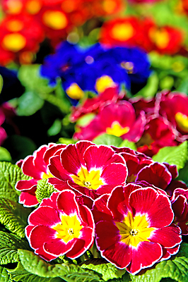 포토 JPG 해외이미지 꽃 분홍색 자연 종류 사람없음 빨간색 파란색 노란색 벚꽃 흰색 개화 만족 해외포토 식물 감정 컬러 생태계 파일형식 이미지허브