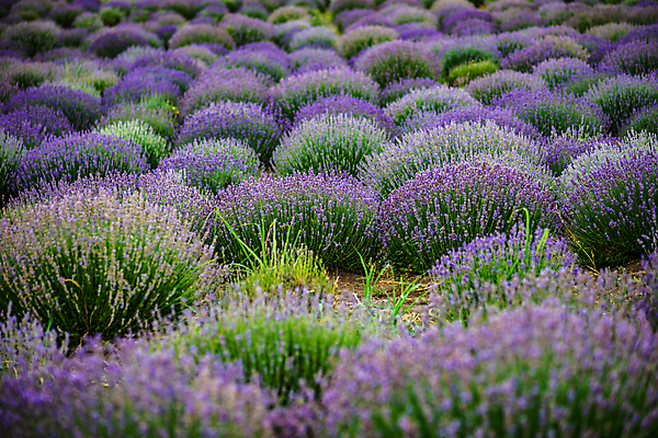 포토 JPG 해외이미지 주간 꽃밭 사람없음 야외 소프트포커스 라벤더 해외포토 자연요소 꽃 촬영기법 허브 파일형식 이미지허브
