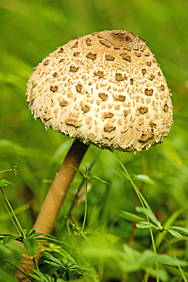 포토 JPG 해외이미지 음식 채소 재료 자연 건강 사람없음 갈색 버섯 숲 큼 묘사 날것 양산 내추럴 곰팡이 식용 채식주의자 해외포토 컬러 크기 생태계 채식 파일형식 이미지허브