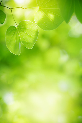 포토 JPG 해외이미지 나무 식물 계절 백그라운드 컨셉 잎 패턴 자연 벽지 추상 잔디 사람없음 초록색 여름 빛 컬러풀 햇빛 태양 뷰티 우주 환경 정원 맑음 봄 성장 신선 숲 질감 보케 부드러움 내추럴 블러 생태학 지구의날 카피스페이스 그리너리 효과 해외포토 자연요소 교육 기념일 컬러 무늬 날씨 공백 감각 생태계 파일형식 트랜드컬러 이미지허브