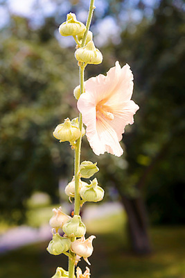 포토 JPG 해외이미지 식물 꽃잎 꽃 분홍색 백그라운드 잎 꽃무늬 자연 사람없음 빨간색 초록색 정원 봄 벚꽃 흰색 개화 내추럴 아욱 우크라이나 해외포토 계절 유럽 컬러 무늬 생태계 파일형식 이미지허브
