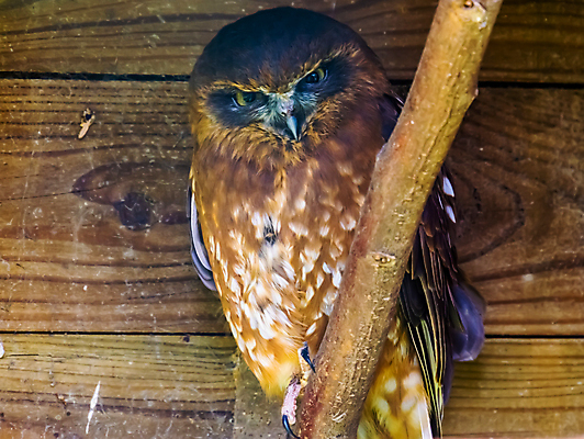 포토 JPG 해외이미지 여자 남자 얼굴 조류 종류 성인 사람없음 반려동물 갈색 머리 흰색 점 호주 야간 깃털 뉴질랜드 부엉이 새장 이국적 진실 해외포토 자연요소 동물 컬러 사람 신체부위 오세아니아 케이지 파일형식 이미지허브