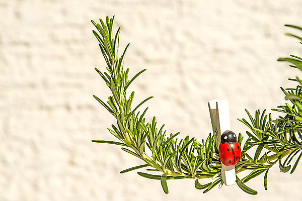 포토 JPG 해외이미지 식물 꽃 잎 재료 요리 사람없음 초록색 약 이탈리아 지중해 허브 향신료 매움 로즈메리 내추럴 해외포토 유럽 바다 컬러 의학 맛 향미료 파일형식 이미지허브