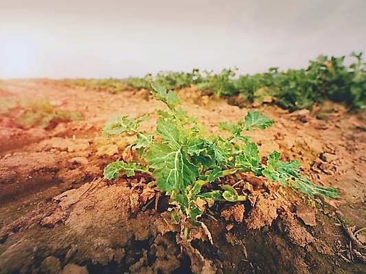 포토 JPG 해외이미지 식물 계절 꽃 줄기 밭 농업 콩 씨앗 사람없음 초록색 농작물 농장 노란색 환경 흙 봄 에너지 수확 시골 뿌리기 묘사 유채 유기농 점토 연료 이익 덩어리 거름 디젤 땅바닥 밭일 숙성 카놀라 세련 해외포토 웰빙 산업 컬러 모션 곡류 바닥 파일형식 이미지허브
