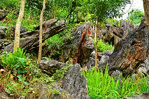 포토 JPG 해외이미지 아시아 여행 잎 자연 사람없음 초록색 회색 거친 서식 해외포토 식물 나라 컬러 생태계 파일형식 이미지허브
