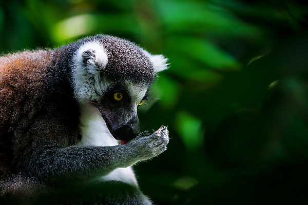 포토 JPG 해외이미지 동물 응시 얼굴 야생동물 포유류 발 아프리카 자연 털 동물원 사람없음 야외 머리 검은색 원숭이 반지 입 닫기 핥기 먹기 꼬리 멸종 솜털 싱가폴 고립 마다가스카르 여우원숭이 해외포토 시선 나라 아시아 컬러 장신구 모션 신체부위 생태계 파일형식 이미지허브