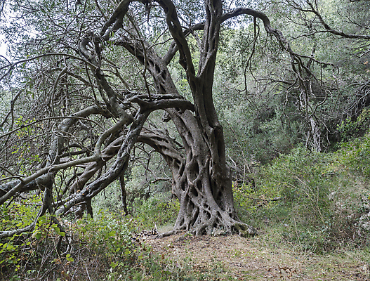 포토 JPG 해외이미지 나무 식물 계절 문화 음식 백그라운드 잎 패턴 밭 농업 채소 과일 재료 자연 건강 풍경 사람없음 야외 목재 초록색 여름 태양 농장 정원 봄 수확 골동품 나뭇가지 시골 숲 지중해 그리스 유기농 올리브 내추럴 밭일 옛날 코르푸 해외포토 자연요소 웰빙 열매 유럽 산업 바다 컬러 무늬 생태계 파일형식 이미지허브
