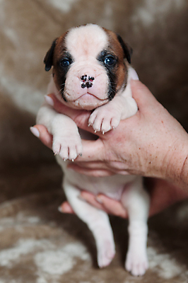 포토 JPG 해외이미지 새끼 실내 관리 앉기 사람없음 반려동물 개 강아지 매끈함 불독 해외포토 동물 포유류 모션 내부 감각 파일형식 이미지허브