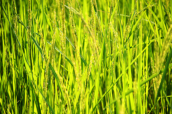 포토 JPG 해외이미지 식물 전통 계절 아시아 문화 음식 백그라운드 잎 농업 태국 자연 하늘 밥 동양인 풍경 사람없음 야외 초록색 파란색 농장 농경지 환경 정원 수확 성장 시골 신선 농부 낟알 땅 유기농 내추럴 논밭 밭일 숙성 해외포토 직업 웰빙 나라 산업 컬러 밭 논 인종 생태계 파일형식 이미지허브