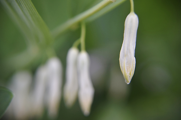 포토 JPG 해외이미지 식물 디자인 계절 꽃잎 꽃 줄기 잎 꽃무늬 밭 농업 자연 사람없음 야외 초록색 여름 뷰티 우주 정원 봄 벚꽃 흰색 신선 시간 개화 닫기 선택 수분 꽃가루 꿀 내추럴 해외포토 산업 컬러 컨셉 무늬 모션 가루 생태계 파일형식 이미지허브