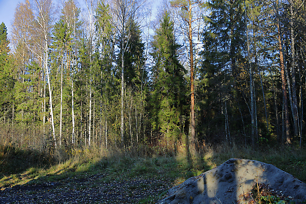 포토 JPG 해외이미지 나무 식물 계절 공원 백그라운드 낙엽 잎 자연 사람없음 야외 목재 빛 컬러풀 뷰티 노란색 환경 침묵 나뭇가지 시골 황금 숲 러시아 10월 내추럴 삼림지대 해외포토 공공시설 유럽 컬러 재료 소리 날짜 생태계 파일형식 이미지허브