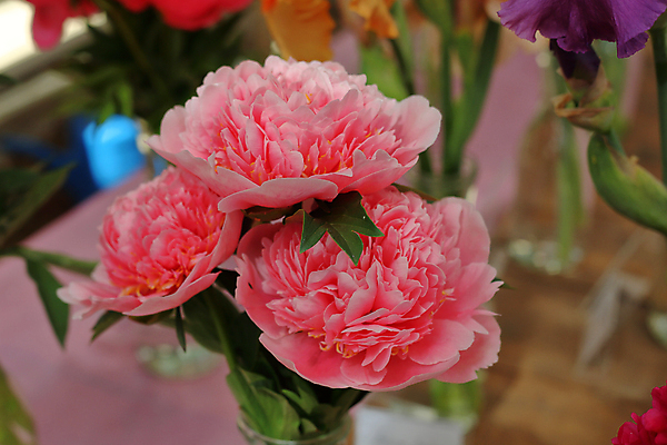 포토 JPG 해외이미지 식물 계절 꽃잎 꽃 백그라운드 잎 꽃무늬 자연 주택 사람없음 장식 초록색 뷰티 정원 봄 벚꽃 개화 닫기 그림 원예 내추럴 뒤뜰 영원 온실 작약 해외포토 컬러 무늬 모션 취미 건물 생태계 파일형식 이미지허브