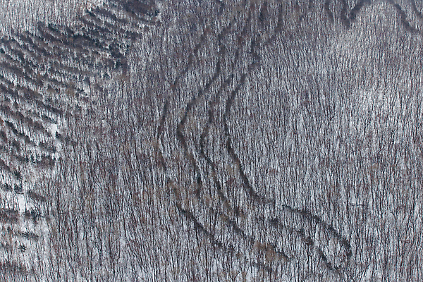 포토 JPG 해외이미지 나무 식물 여행 백그라운드 잎 자연 안테나 사람없음 야외 목재 초록색 환경 미국 성장 덮개 나뭇가지 보호 숲 열대우림 에콰도르 멸종 서식지 잡동사니 남쪽 아마존 이국적 그리너리 해외포토 컬러 컨셉 북아메리카 재료 통신 뚜껑 남아메리카 방향 생태계 파일형식 트랜드컬러 이미지허브