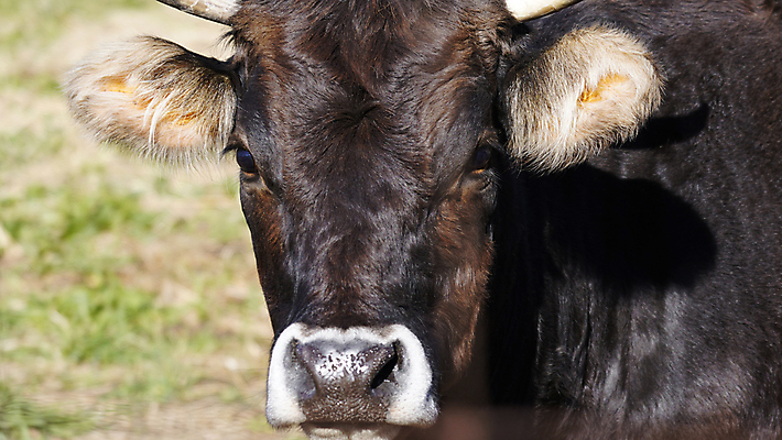 포토 JPG 해외이미지 동물 1 행복 산업 야생동물 농업 포유류 휴식 뿔 서기 사람없음 야외 농경지 평화 가축 목장 기쁨 우유 자유 시골 소 닫기 땅 만족 호기심 싱글 황소 생물학 장면 천국 송아지 기르기 무료 밭일 해외포토 교육 감정 새끼 컨셉 모션 유제품 농장 돌봄 파일형식 이미지허브