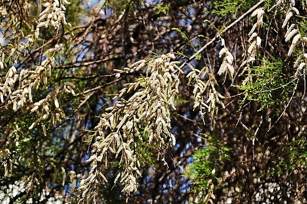 포토 JPG 해외이미지 나무 식물 계절 꽃잎 꽃 유럽 잎 꽃무늬 자연 사람없음 야외 초록색 파란색 햇빛 뷰티 약 정원 봄 활발 벚꽃 흰색 나뭇가지 신선 개화 숲 허브 원예 향기 꽃가루 꿀 아카시아 라트비아 생태학 해외포토 교육 나라 컬러 컨셉 무늬 의학 북유럽 취미 태양 가루 생태계 냄새 파일형식 이미지허브