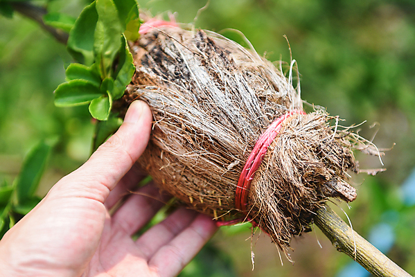 포토 JPG 해외이미지 나무 식물 줄기 잎 농업 과일 자연 새로움 사람없음 목재 초록색 농장 정원 흙 봄 성장 흰색 나뭇가지 시골 사과 과수원 자르기 유기농 원예 테이프 내추럴 돌봄 모종 원예사 해외포토 직업 웰빙 계절 산업 컬러 컨셉 재료 모션 문구용품 취미 생태계 파일형식 이미지허브