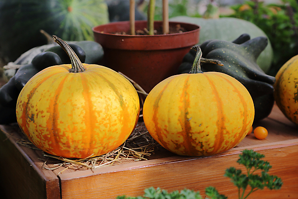 포토 JPG 해외이미지 식물 계절 음식 백그라운드 잎 밭 농업 채소 과일 자연 호박 휴가 건강 사람없음 야외 농작물 컬러풀 농장 환경 정원 할로윈 수확 침대 신선 큼 먹기 계산대 심볼 유기농 날것 박 스쿼시 내추럴 뒤뜰 생태학 숙성 특별함 해외포토 웰빙 교육 산업 스포츠 컬러 가구 컨셉 모션 구기 크기 생태계 파일형식 이미지허브