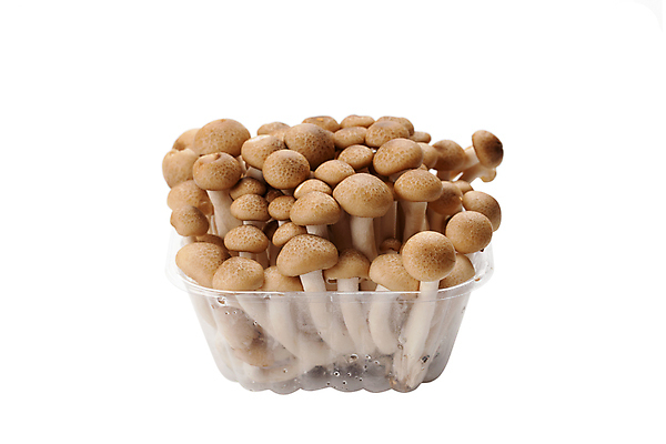 포토 JPG 해외이미지 식물 음식 줄기 백그라운드 채소 재료 자연 건강 요리 사람없음 갈색 일본 버섯 흰색 신선 그룹 칼 닫기 선택 다발 수집 먹기 유기농 날것 성분 내추럴 고립 곰팡이 식용 채식주의자 캡모자 해외포토 모자_잡화 웰빙 아시아 컬러 컨셉 모션 생태계 채식 파일형식 이미지허브