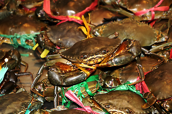 포토 JPG 해외이미지 동물 아시아 음식 바다 여행 백그라운드 재료 자연 밥 조개 건강 육류 갑각류 어류 요리 사람없음 파란색 판매 세일 쌓기 식당 식사 게 껍질 신선 잡기 만 시장 왕 지중해 해산물 날것 지역 내추럴 등딱지 민물 삶기 식용 집게발 생존 해외포토 나라 컬러 식재료 모션 어패류 상점 수중동물 생태계 파일형식 이미지허브