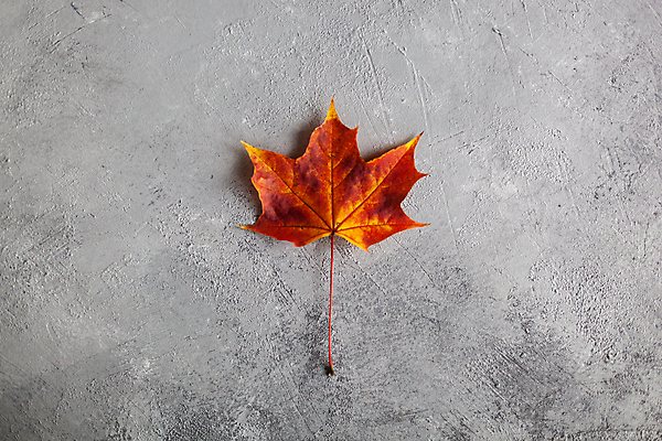 포토 JPG 해외이미지 단풍 실내 사람없음 미니멀 해외포토 잎 내부 파일형식 이미지허브