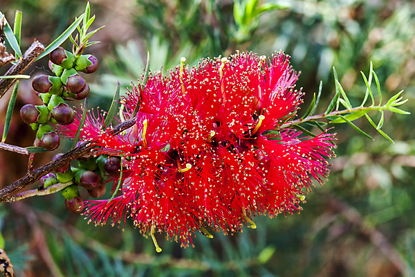 포토 JPG 해외이미지 식물 계절 공원 꽃잎 꽃 백그라운드 겨울 꽃무늬 오렌지 자연 사람없음 야외 가로 빨간색 여름 뷰티 정원 보라색 봄 성장 가을 신선 개화 닫기 호주 관목 원예 향기 화단 상록수 삼림지대 영원 세련 해외포토 나무 공공시설 컬러 무늬 과일 모션 취미 오세아니아 숲 생태계 냄새 파일형식 이미지허브