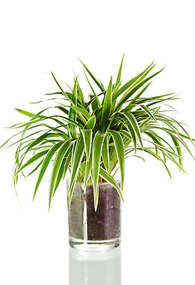 포토 JPG 해외이미지 식물 화초 잎 자연 유리 사람없음 초록색 정원 흙 줄무늬 신선 관목 해외포토 나무 컬러 무늬 재질 생태계 파일형식 이미지허브