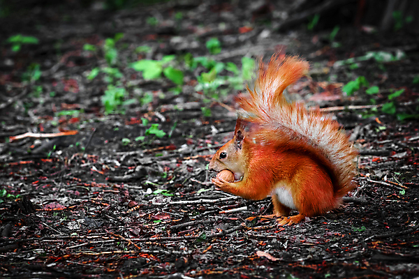 포토 JPG 해외이미지 나무 동물 1 응시 공원 유럽 야생동물 포유류 자연 생물 털 이끼 사람없음 야외 목재 빨간색 초록색 여름 뷰티 갈색 회색 견과류 가을 바위 자신감 보호 설치류 숲 작음 모피 먹기 호기심 꼬리 다람쥐 멸종 솜털 내추럴 땅바닥 전국 개암 스코틀랜드 해외포토 식물 시선 계절 공공시설 열매 감정 나라 컬러 컨셉 재료 모션 영국 바닥 돌_바위 크기 생태계 파일형식 이미지허브